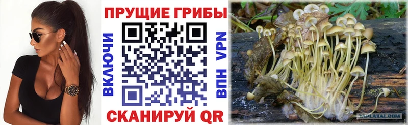 Псилоцибиновые грибы Psilocybine cubensis  Верхоянск 